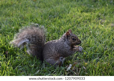 Little Squirrel Posing in the Grass