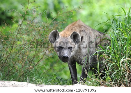 Portrait of a Spotted Hyena