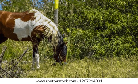 Beautiful horses playing on pasture in nature