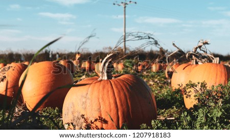 Pumpkins ready for picking at farm in preparation for Halloween. 