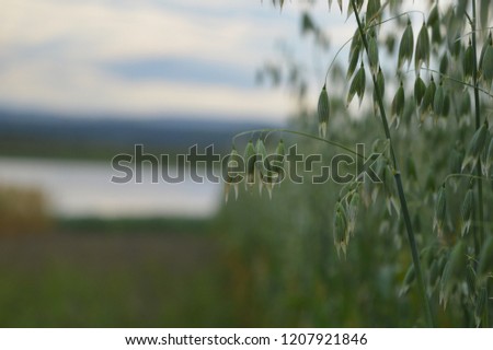 Plantation of oats near a lake