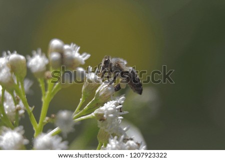 A bee pollinates a flower in the middle of Forrest. 