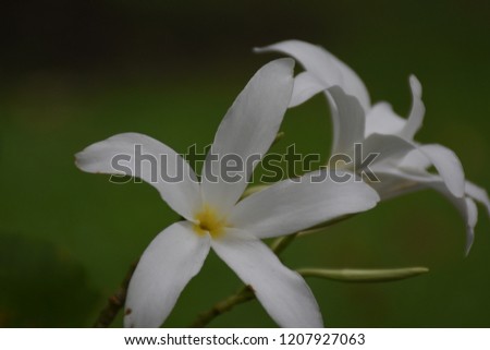 A closeup image of Aganosma siamensis Craib flower