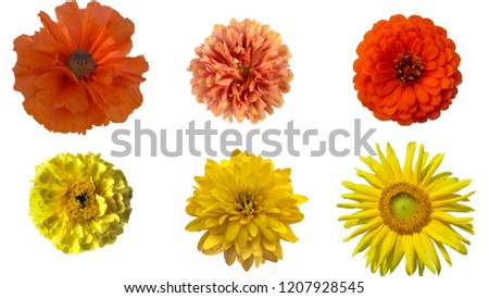 Collage of yellow and orange garden flowers: sunflower, rudbeckia, marigold, poppy, chrysanthemum, zinnia