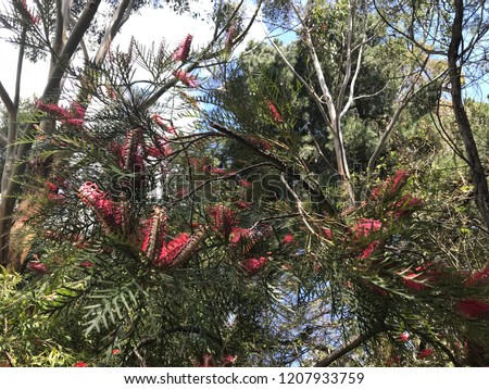 Grevillea banksii commonly known as grevillea, spider flower, silky oak and toothbrush plant