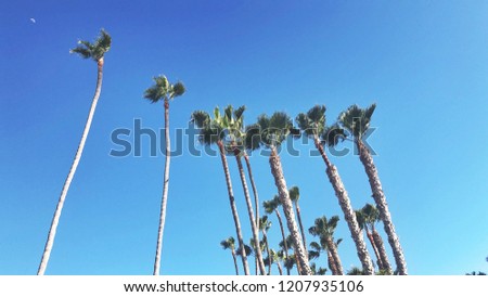 Palm trees and Blue Skies