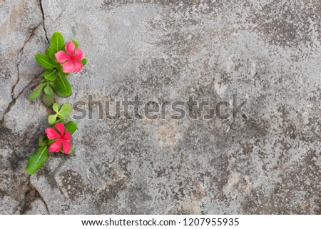 Plant growing with red flower on green leaf, young tree through crack in pavement free background. copy space for add text massage creative graphic design or advertisement vintage or retro concept.
