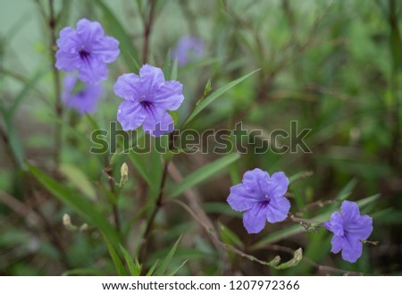 Ruellia tweediana Griseb. Britton's Wild Petunia, Mexican Bluebell .Flower blooming in garden