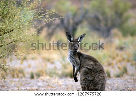 Kangaroo (or Wallaroo) seen along Moralana Scenic Drive, Flinders' Ranges, SA, Australia