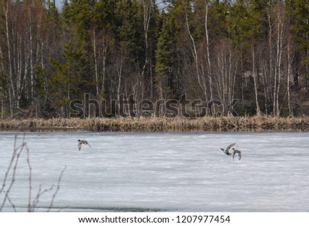 Ducks taking flight over icy lake