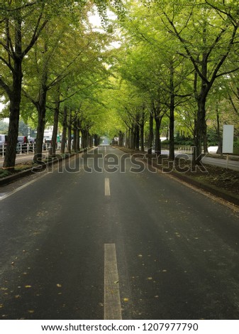 An image of roadside trees of the ginkgo which began autumn colors at Mibu in Tochigi, Japan.
