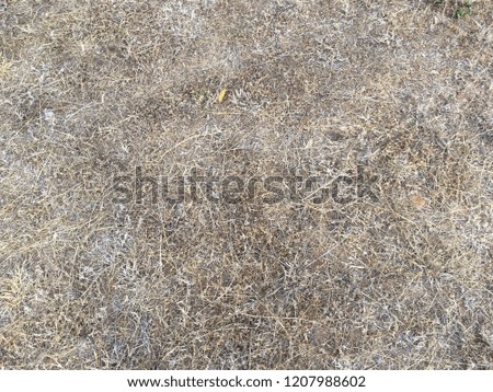 Dry grass floor texture for background design