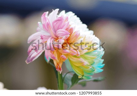 Multiple colored chrysanthemums