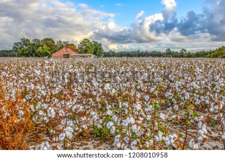 time to harvest the cotton Royalty-Free Stock Photo #1208010958