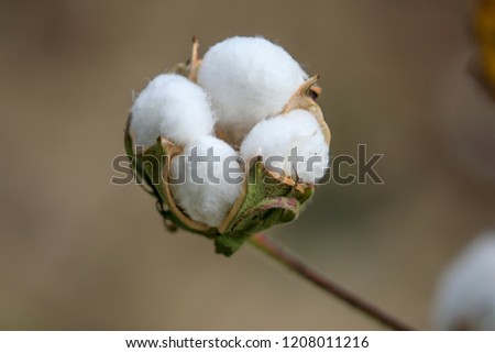 Cotton in bloom Royalty-Free Stock Photo #1208011216