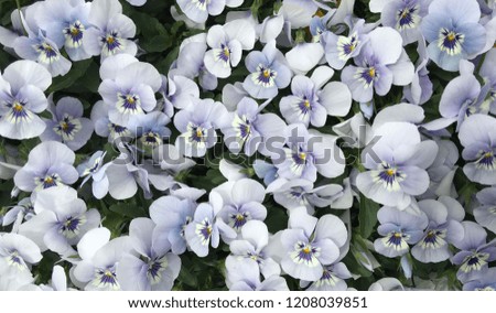 Pastel Purple Pansies flowers background