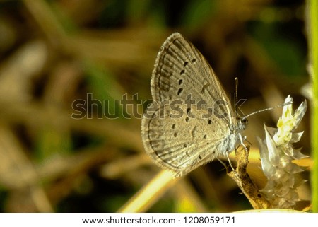 close up photo of butterfly