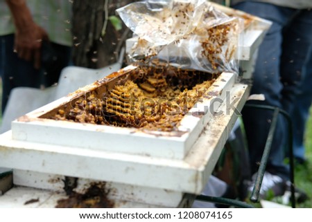 stingless honey bees beehive. trigona meliponini colonies mass rearing