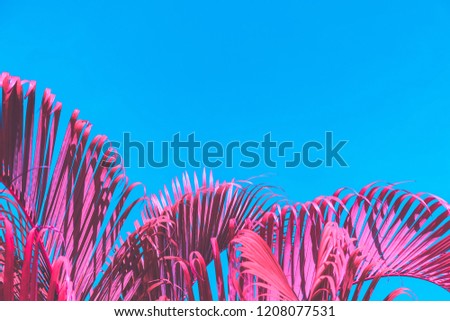 Pink palm leaf pattern texture on blue sky abstract background. Copy space for graphic design tropical summer concept. Vintage tone filter effect color style.
