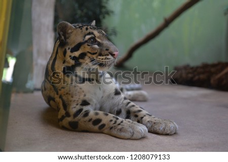 A clouded leopard (Neofelis nebulosa) in a zoo.