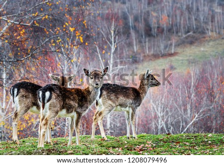 Group of red deer in autumnal meadow. Red deer in nature during late autumn. Wildlife with deer in the forest. Autumn wallpaper concept Royalty-Free Stock Photo #1208079496