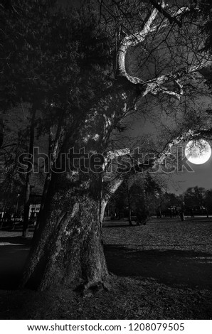 Dramatic moon brightens an old tree in the park. Night landscape of sky and super moon with bright moonlight behind silhouette of dead tree, serenity nature background. Outdoors at nighttime