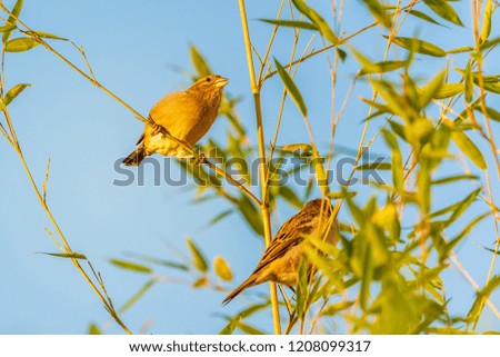 Sparrows birds on a bamboo tree in sun