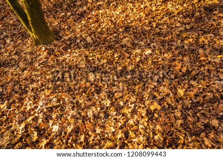 Autumn dry leaves in forest yellow and brown colors background