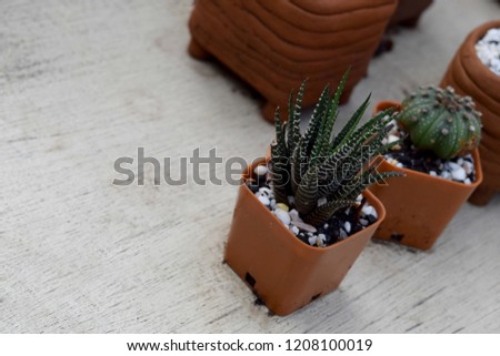 Mini Cactus and Potted plants Were placed / Three miniature cactus tree, soft light