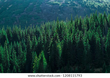 Natural green Forest background shot in the Carpatian mountains Royalty-Free Stock Photo #1208115793