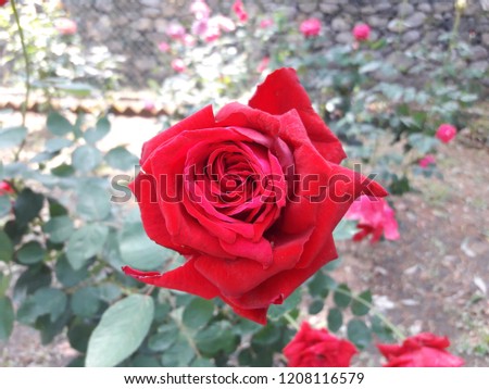 Beautiful red rose. smiling and welcoming the new day filling it with hope and happiness.