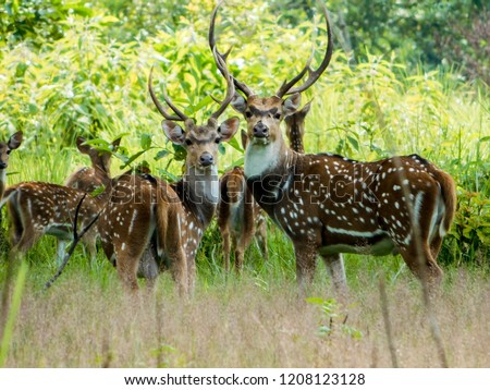 spotted deer spotted in Chitwan National Park, Nepal