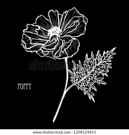 Decorative poppy  flower, design element. Can be used for cards, invitations, banners, posters, print design. Floral background in line art style