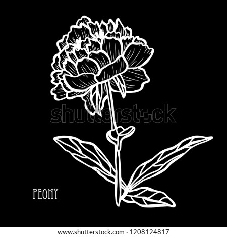 Decorative peony flower, design element. Can be used for cards, invitations, banners, posters, print design. Floral background in line art style