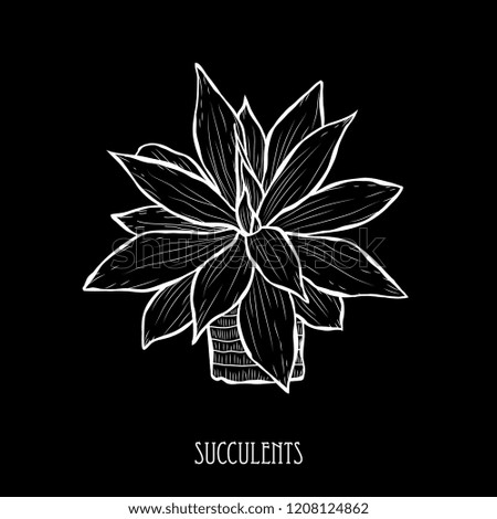Decorative succulent plant, design element. Can be used for cards, invitations, banners, posters, print design. Floral background in line art style