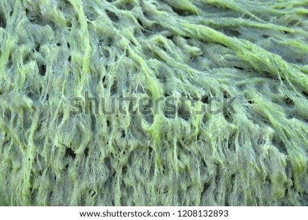 green algae on the stone