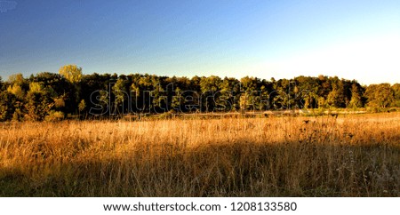field near forest at autumn sunlight