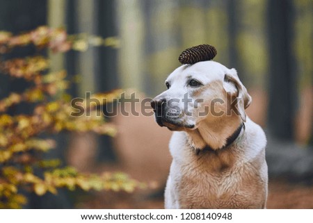 Dog in autumn forest. Funny portrait of labrador retriever with pine cone on head.