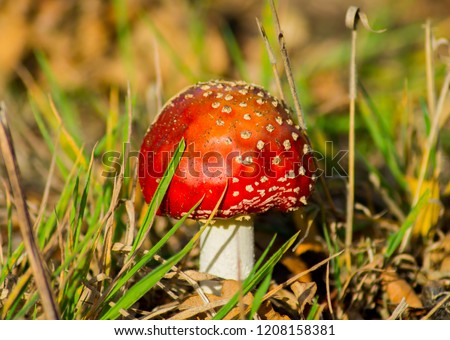 Big red mushroom called amanita muscaria pictured between green yellow gras and leafs on the ground, red fungi with white dots