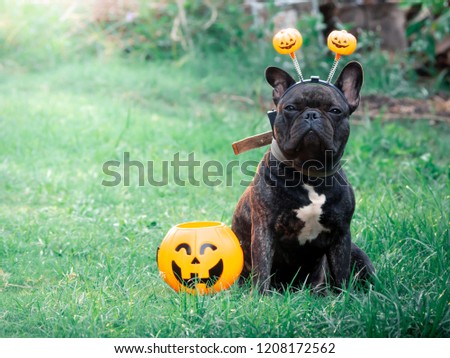 Brindle french bulldog wearing pumpkin headband  for Halloween sitting in field grass with a plastic pumpkin beside him, pet costume for happy Halloween day.