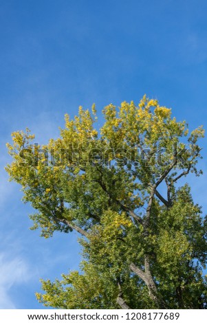 Tree at autumn in the german city Heilbad Heiligenstadt