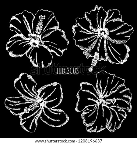 Decorative hibiscus  flowers set, design elements. Can be used for cards, invitations, banners, posters, print design. Floral background in line art style