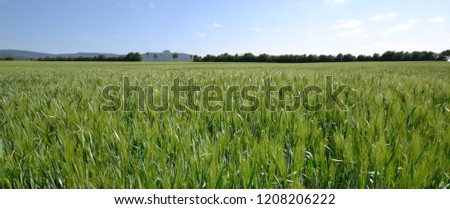 wheat field grain meadow agriculture vintage panorama