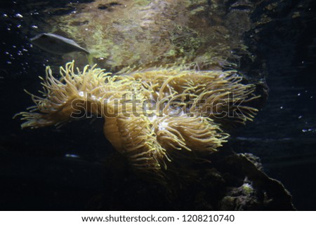 Coral underwater Housing of cartoon fish