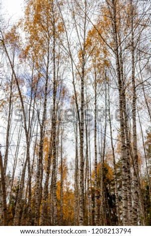 birch forest autumn
