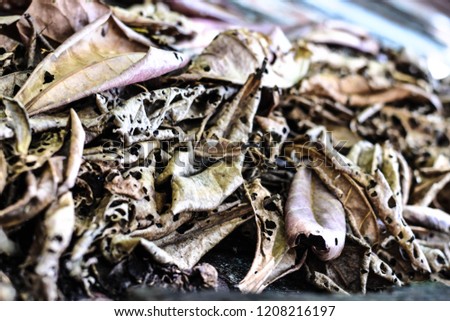 
Dry leaves Terminalia catappa