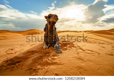 Dromedary Camel Sahara Desert Merzouga Morocco Royalty-Free Stock Photo #1208218084