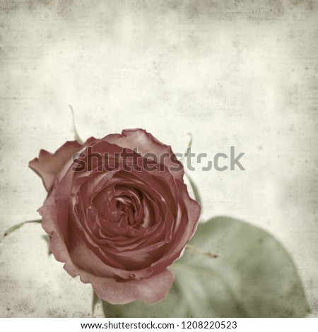 textured old paper background with pink rose