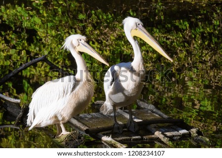 A pair of pelicans stands on a wooden bridge in the water