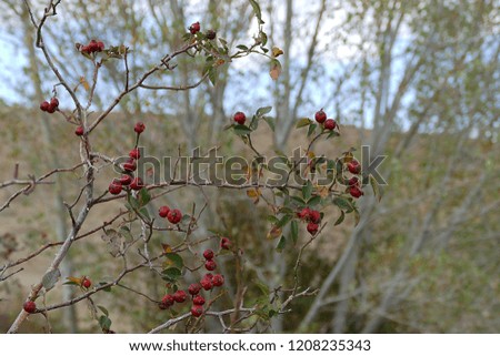 Rosehip berries maturing to make herbal medicinal tea,